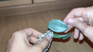 Посылка с хойями Керри. Нова хост и Грей хост - найди 10 отличий