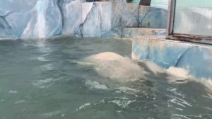 ГЕЛЕНДЖИК 2022. БЕЛЫЕ МЕДВЕЖАТА ПРАЗДНУЮТ ДЕНЬ РОЖДЕНИЯ. САФАРИ-ПАРК ПАРК РОЕВ РУЧЕЙ