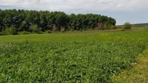 Плуг ПЦ 1-18 первый опыт пахоты с оборотным плугом.