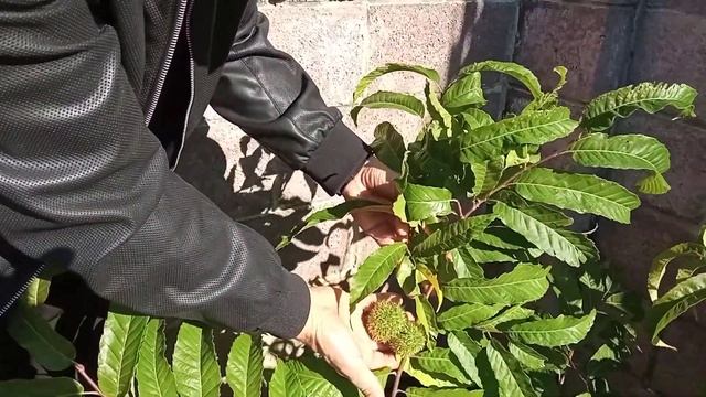 Каштан мягчайший (Castanea mollissima)   на Южном Урале первое плодоношения на 3 год.