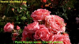 Надежные и проверенные сорта японских роз для средней полосы России!
