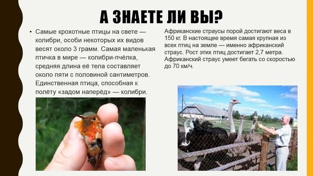 Урок чтения в 1 классе Муса Джангазиев "Берегите птиц!"