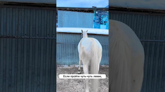 Техника безопасности. Часть I. Как правильно обходить лошадь