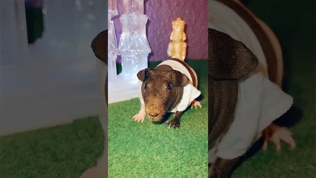 Лысая морская свинка любовная история guinea pig skinny pig