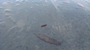 Шатурские озёра. Озеро Святое. 09,11,2020(5)