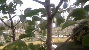 Прививка груши на яблоню 1