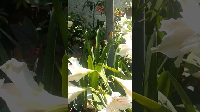 Mi jardín de azucenas. смотреть онлайн