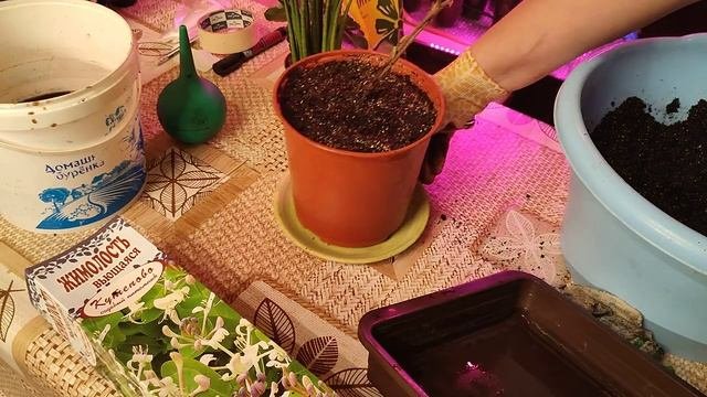 мои новенькие растения для дома и дачи