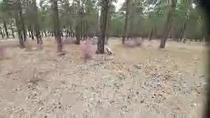 БАГУЛЬНИК! Г.ЧИТА!!!