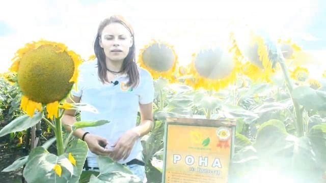 Обзор участка дем. посева подсолнечника от ЧП Семеноводческое. Когда цветет подсолнечник.