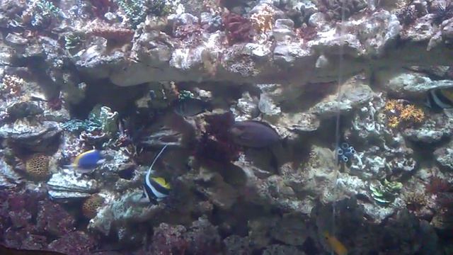 Минский зоопарк. 05.05.2017 смотреть онлайн