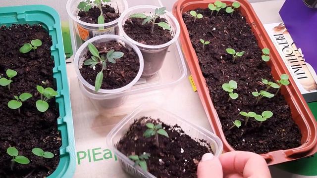 Томат балконное чудо оказался высокорослым, придётся пересеять. Всходы герани в январе. смотреть онлайн