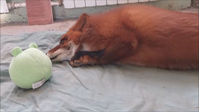 Лис Альф показал кто в доме хозяин