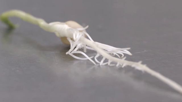 How Your Sample is Tested for Root Rot смотреть онлайн