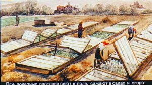 Растения культурные и дикорастущие