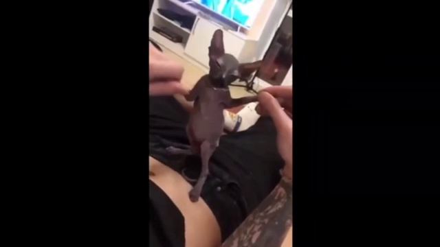 Лучшие Приколы со сфинксами | Подборка смешных сфинксов кошек и котят смотреть онлайн