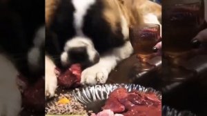 Щенок Сенбернара натуральное питание