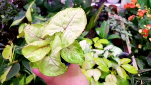 ?ЛЕРУА МЕРЛЕН⚘Цветочная Прогулка??