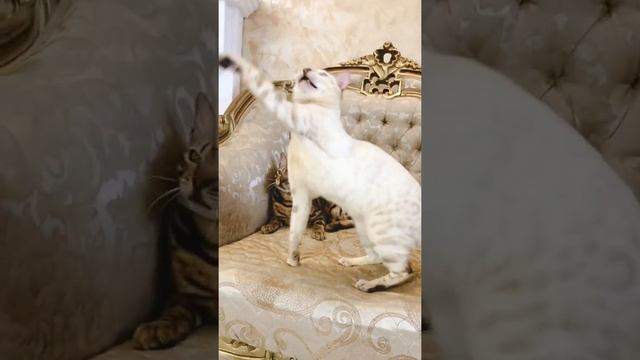 Бенгальский снежный котёнок / Снежный бенгал / Купить бенгальского котенка
