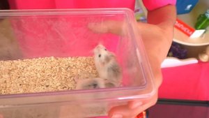 ЧТО ПОДАРИЛИ АЛИСЕ ИЗИ НА ДЕНЬ РОЖДЕНИЯ? / ОГРОМНЫЙ ПОДАРОК / СОБАКА? / ХОМКИ? / Alisa Easy Pets