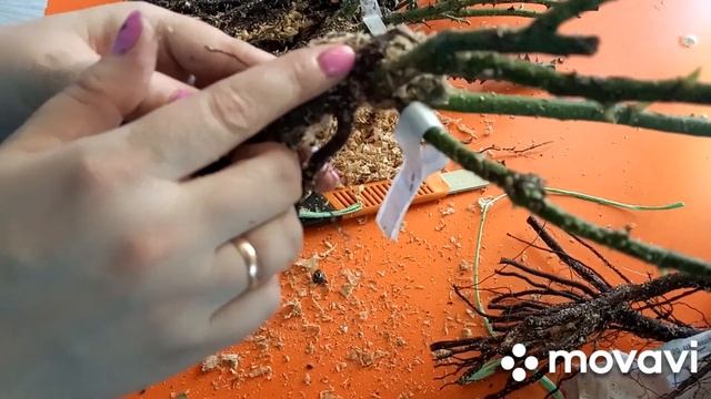 Саженцы роз от питомника Елены Иващенко. Роза Супер гранд аморе .Стоят ли они своих денег? смотреть онлайн