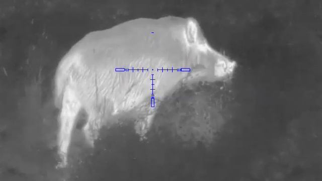 Кабан на овсе