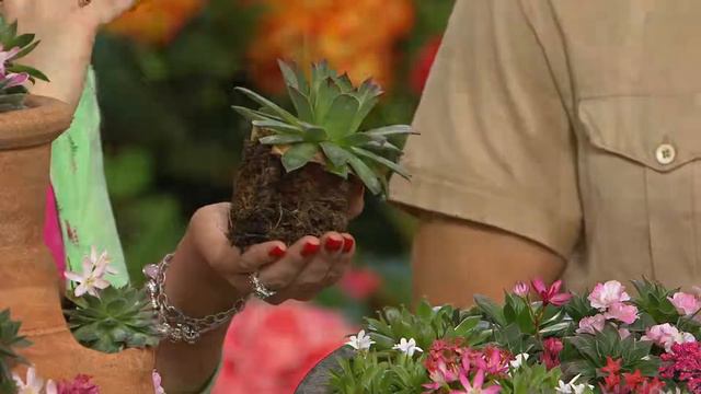 Roberta's 18-piece Hens & Chicks Succulent Living Border with Courtney Cason смотреть онлайн