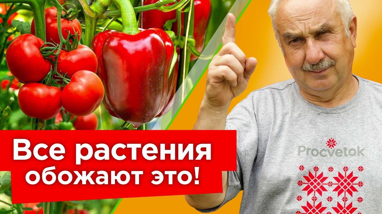 НАТУРАЛЬНЫЕ ПОДКОРМКИ ДЛЯ ВСЕГО ОГОРОДА! Томаты, перцы, огурцы растут прямо на глазах и не болеют
