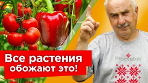 НАТУРАЛЬНЫЕ ПОДКОРМКИ ДЛЯ ВСЕГО ОГОРОДА! Томаты, перцы, огурцы растут прямо на глазах и не болеют