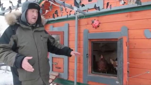 ОПАСНО. Древесная зола для кур несушек. смотреть онлайн