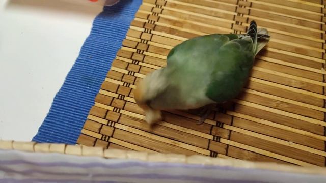 Где обедал попугай? Ручной неразлучник Жучок 6 месяцев смотреть онлайн