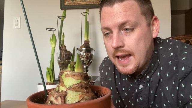 Amaryllis Experiment Part 2 смотреть онлайн