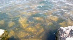 Нерест плотвы в Финском заливе