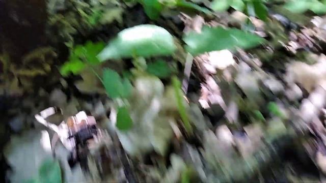 Наконец-то попались первые в этом году белые грибы. смотреть онлайн