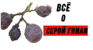 Серая гниль. Причины, методы борьбы.