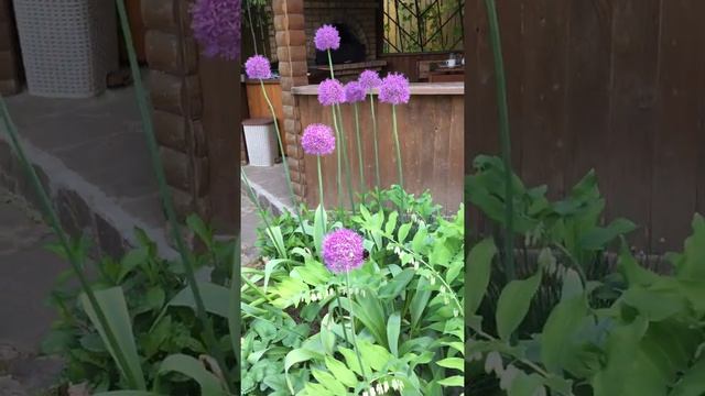 Лук Хиз Экселленс и купена душистая (Allium His Excellency Polygonatum odoratum)