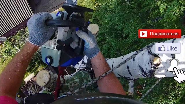 Промышленный альпинизм. Как спилить дерево