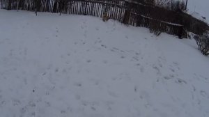 Как приучить щенка к туалету, как приучить щенка не тянуть поводок. Техника выгула щенка.