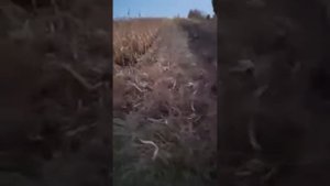 мини комбаин для уборки кукурузы длеа японских мини тракторов 3