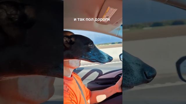 Бдюн