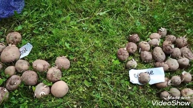 Отличный сорт картофеля. Рекомендую.