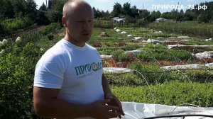 Мичуринский питомник  Обзор череночника.