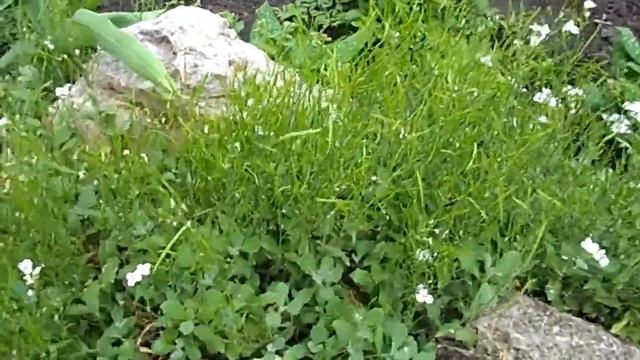 ОБЗОР ЦВЕТОВ НА ДАЧЕ -ЦВЕТЕТ АЛЛИУМ смотреть онлайн