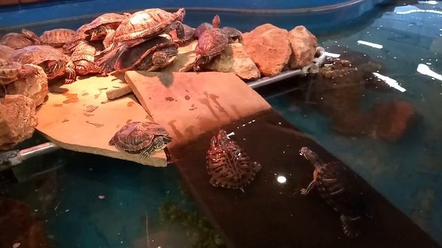 Дневник похудения?/Диета 6 лепестков?Фруктовый день/Покупки? смотреть онлайн