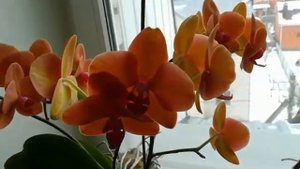 СРАВНИВАЕМ ОРХИДЕИ SURF SONG И GOLDEN BRICK ❣️❤️????????#PHALAENOPSIS #ORHIDS #ORJIDEA#FLOR ??❤️