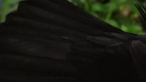 Чёрный дрозд  2021 01 14