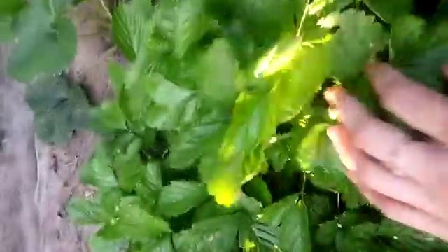 Земляника Барон Солемахер смотреть онлайн