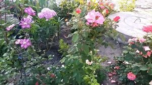 Роза Фрайзингер Моргенрете Кордес. Парковая роза.