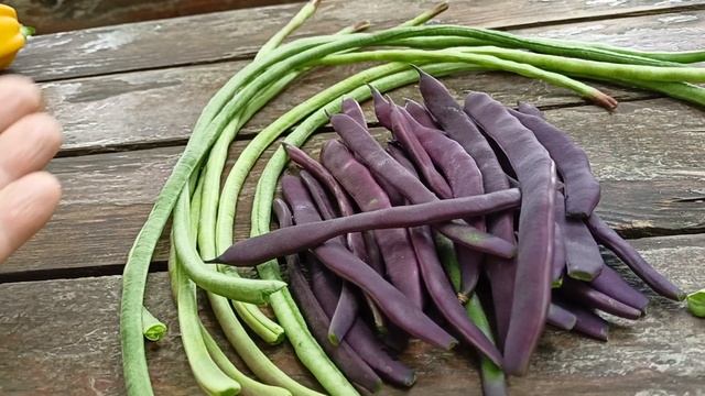 Как отличаются между собой стручки вигны и фасоли смотреть онлайн