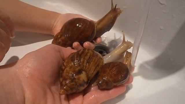 Купаем наших улиток Ахатина смотреть онлайн